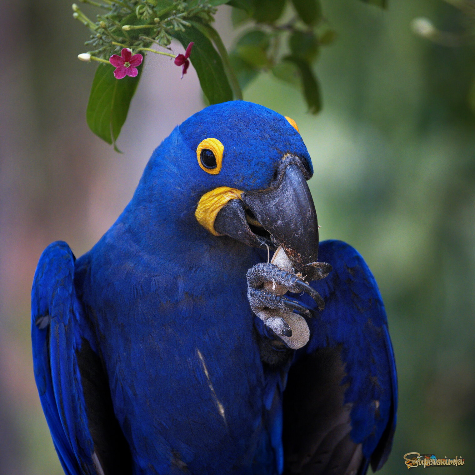 Крепкий орешек