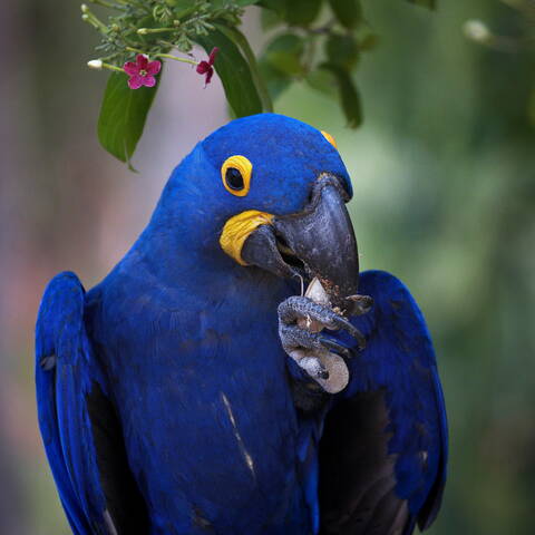 Крепкий орешек