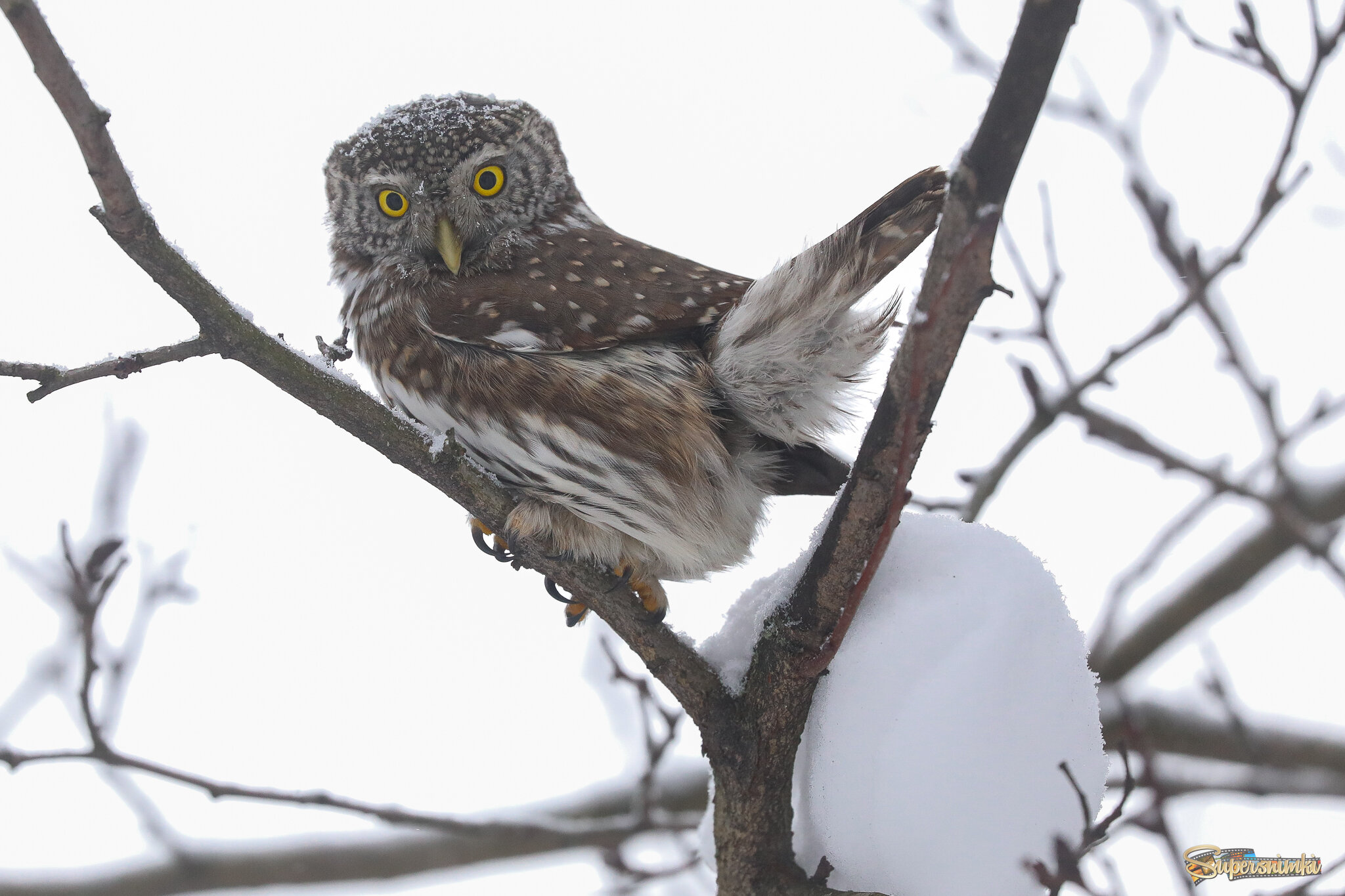 В ожидании добычи