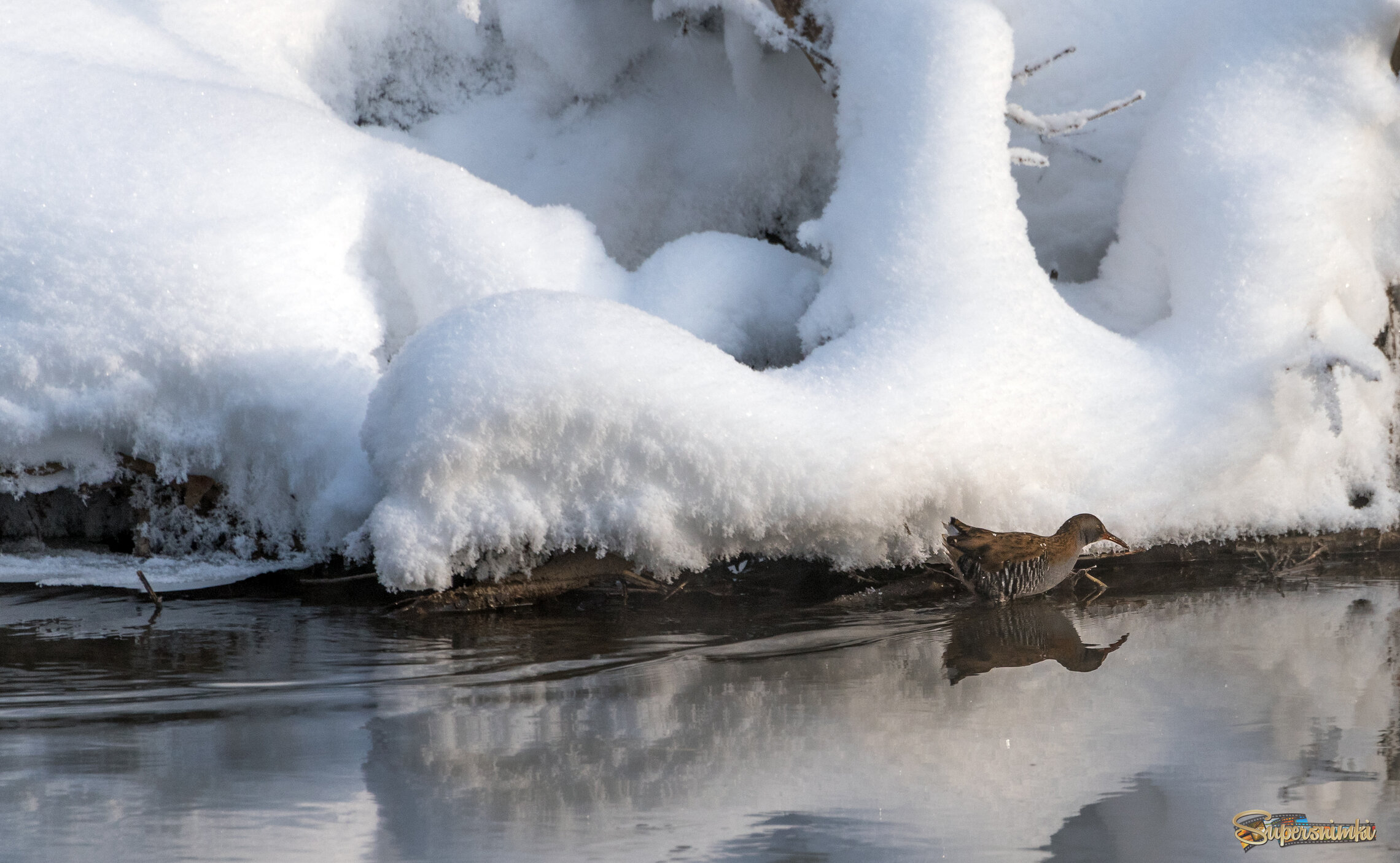 Водяной пастушок.