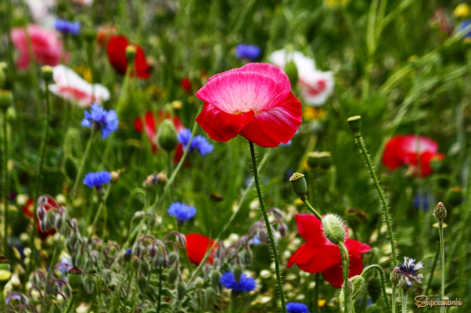 А на нейтральной полосе – цветы Необычайной красоты!