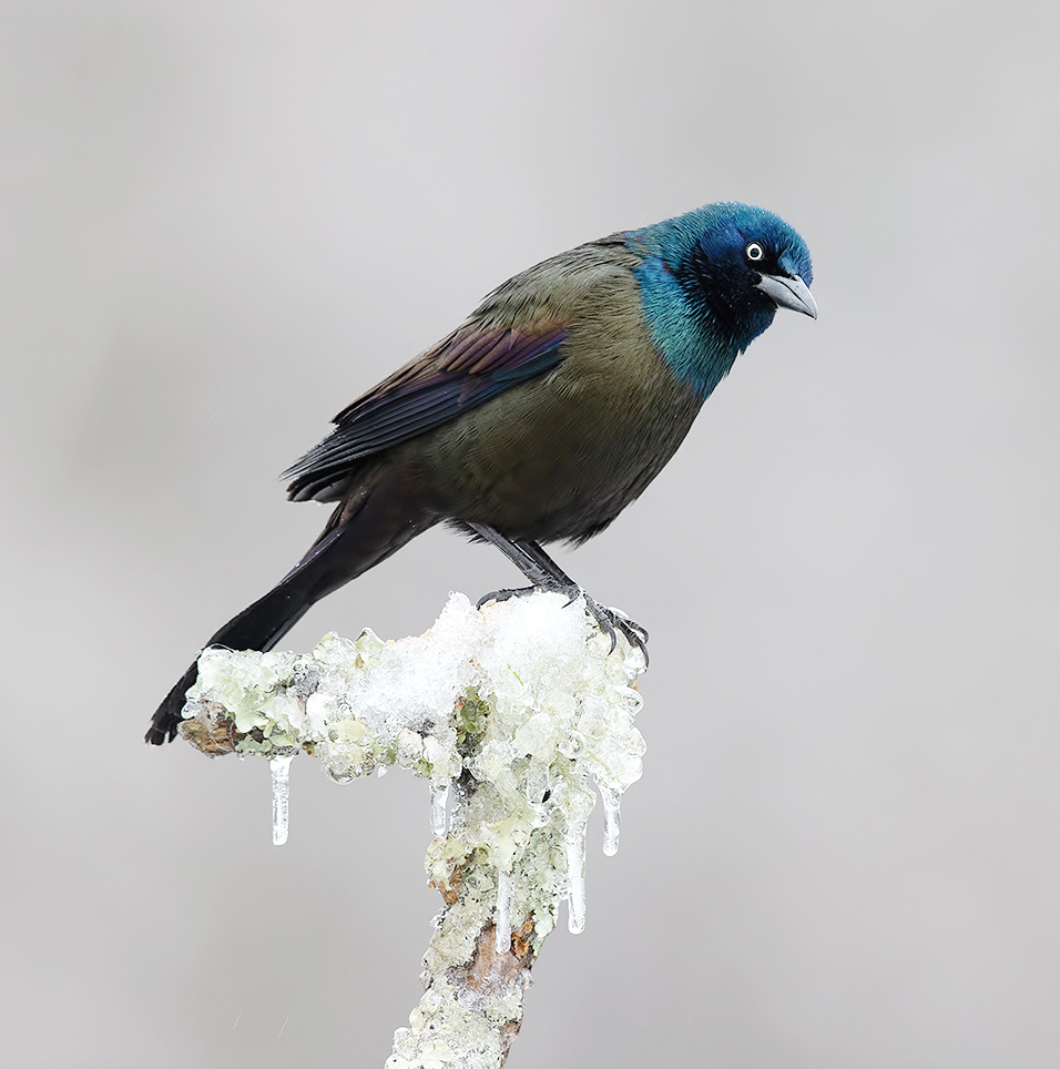 Обыкновенный Гракл -Common Grackle