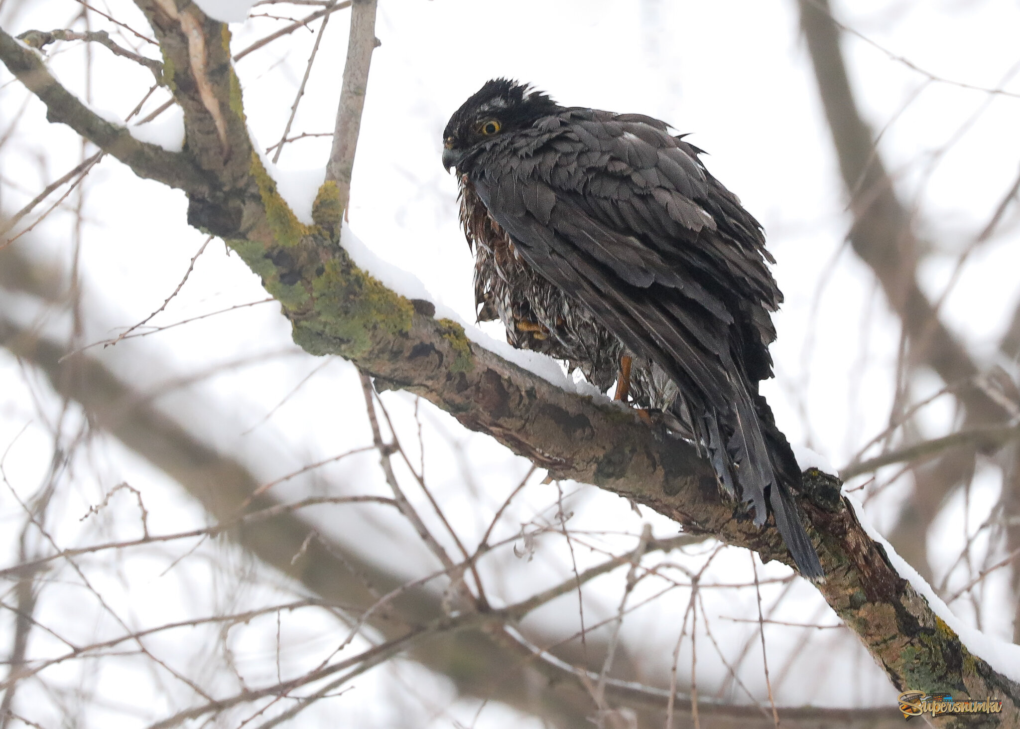 Страдания мокрого тетеревятника