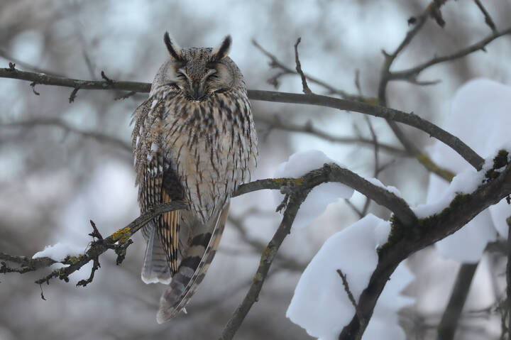 Я на яблоне сижу... 