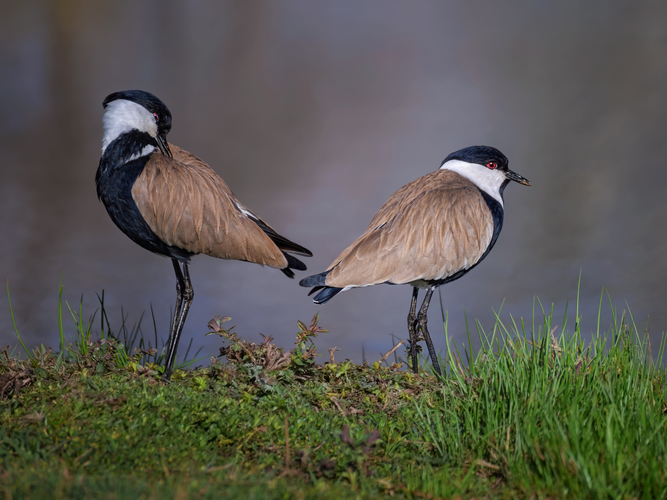 Равнение направо, равнение налево, вольно...