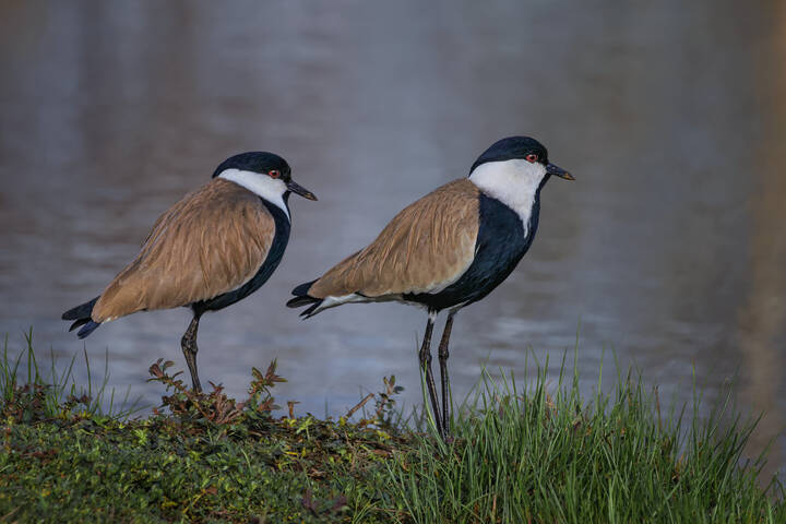 Равнение направо, равнение налево, вольно...