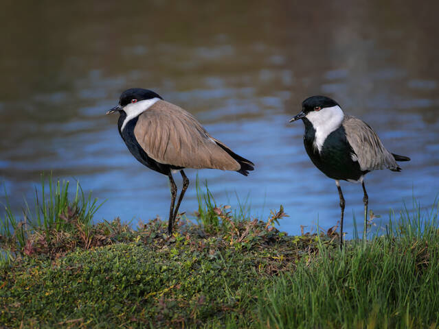 Равнение направо, равнение налево, вольно...