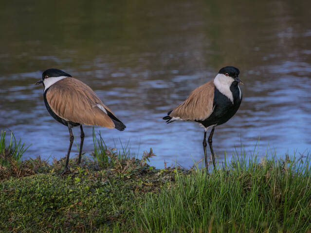 Равнение направо, равнение налево, вольно...