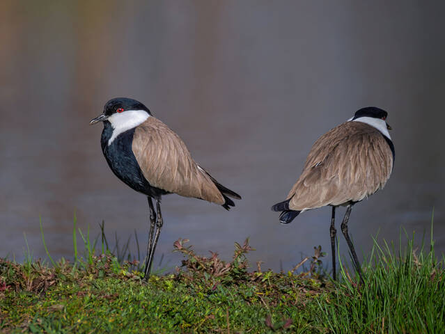 Равнение направо, равнение налево, вольно...