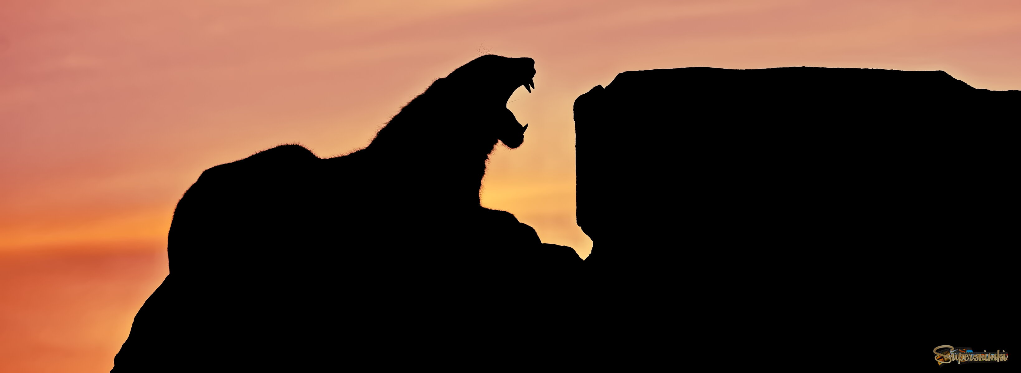 Тигриный рассвет