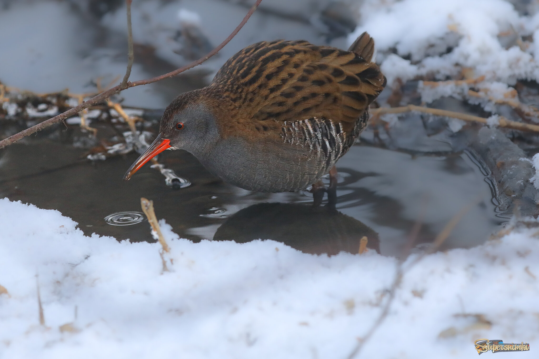 Круги на воде
