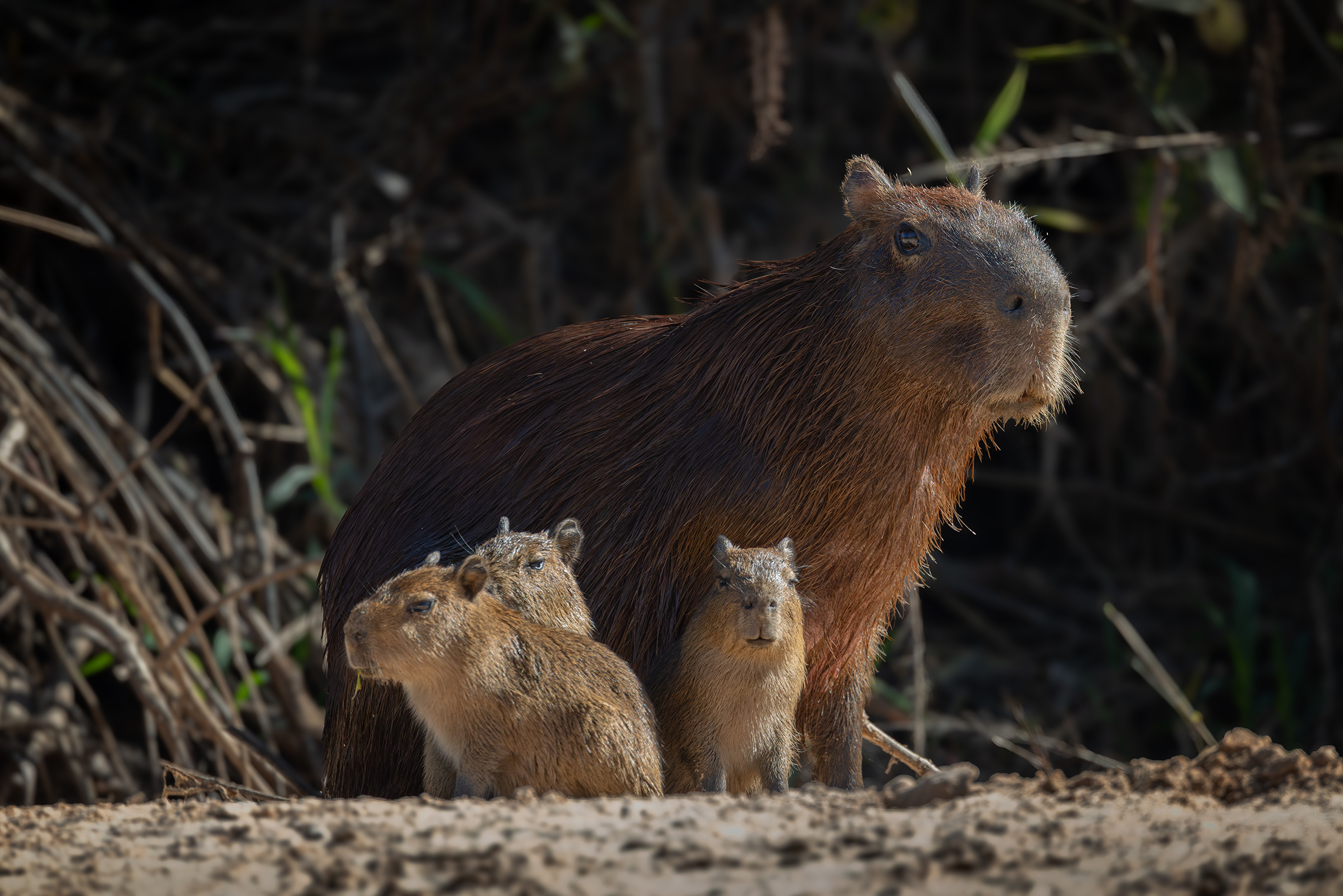 Капибарчики 