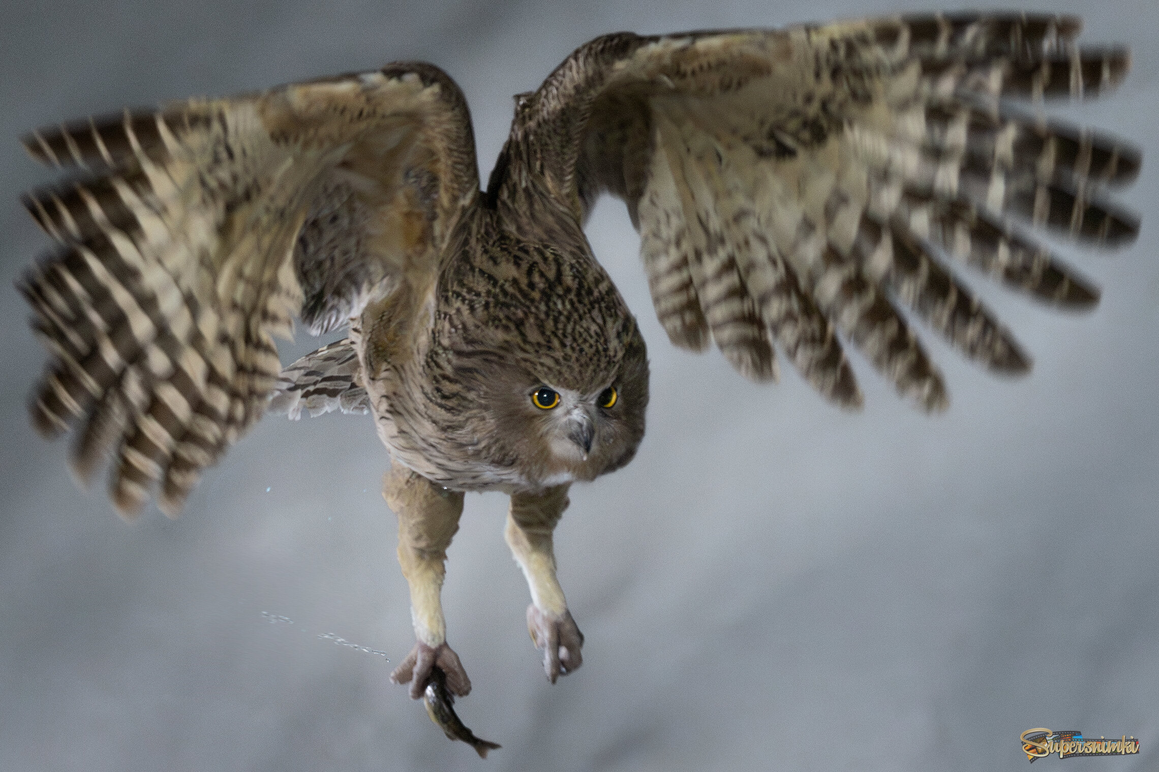 Ghost of the Frozen Night  — Blakiston's Fish Owl (Рыбный филин)  