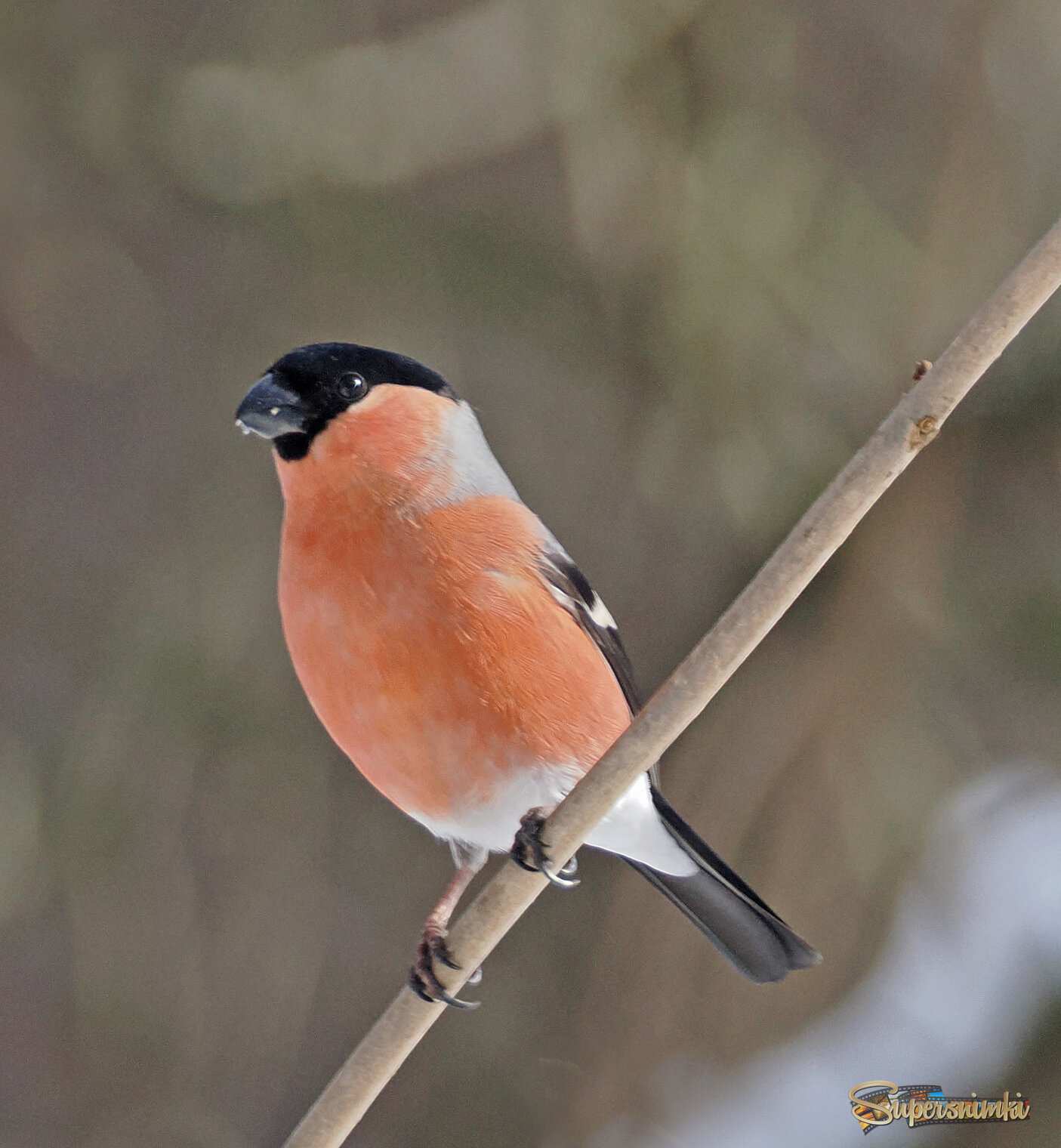 Обыкновенный снегирь.