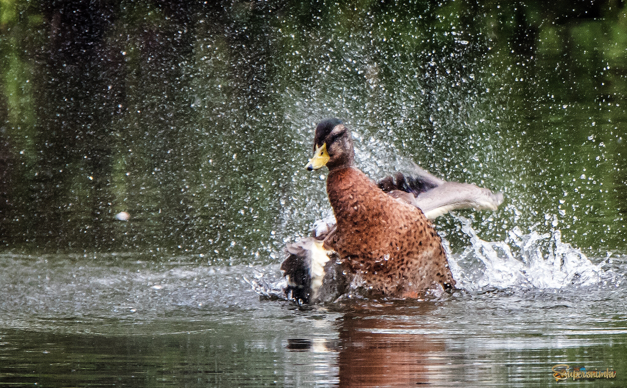 Утиный переполох.