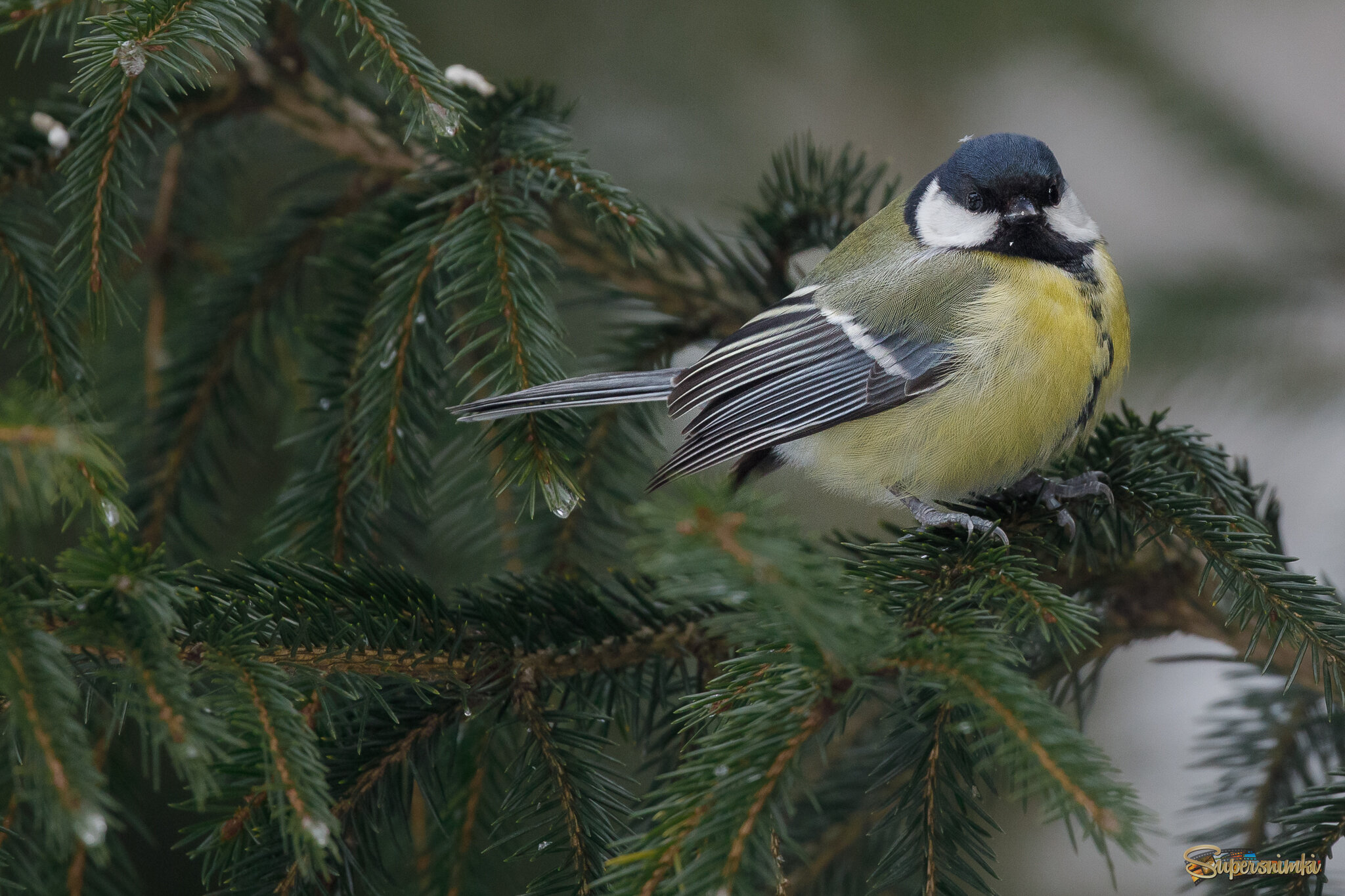 Сердитая дамочка