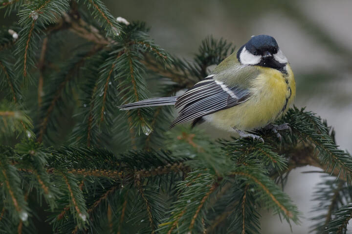 Сердитая дамочка