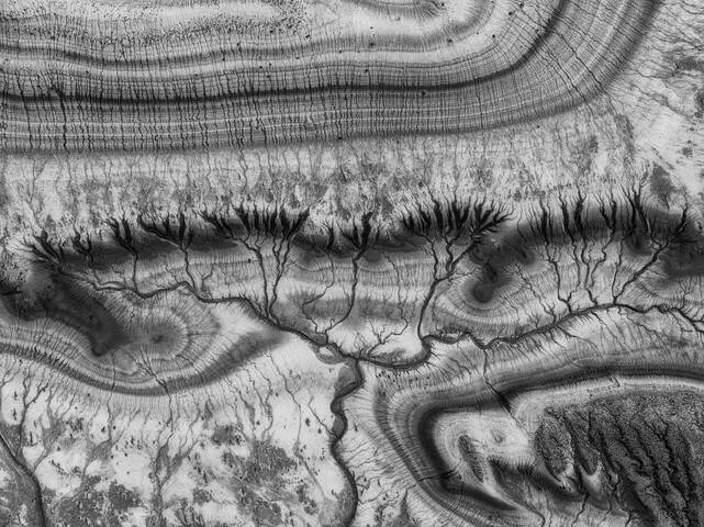 Древо жизни