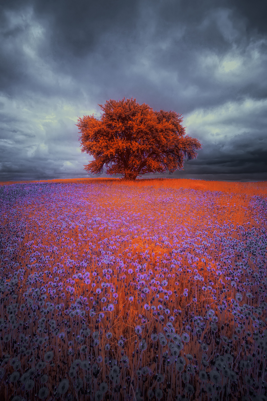 Пасмурный день одуванчиков