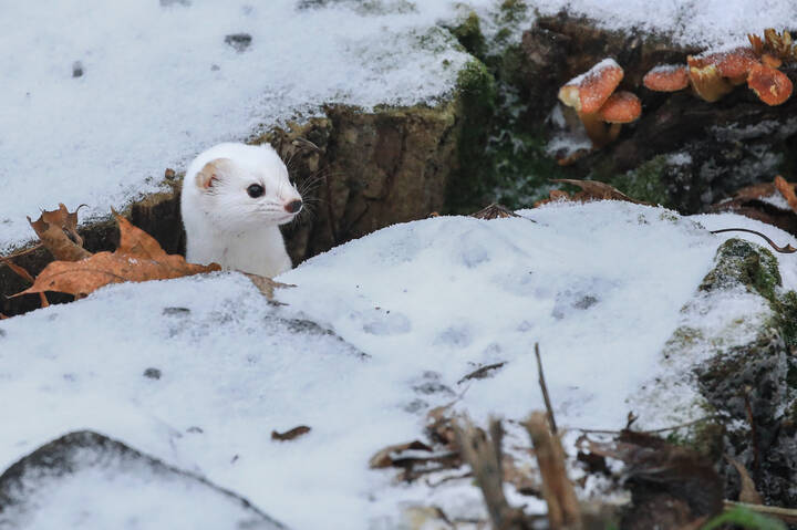 Ласка и грибы