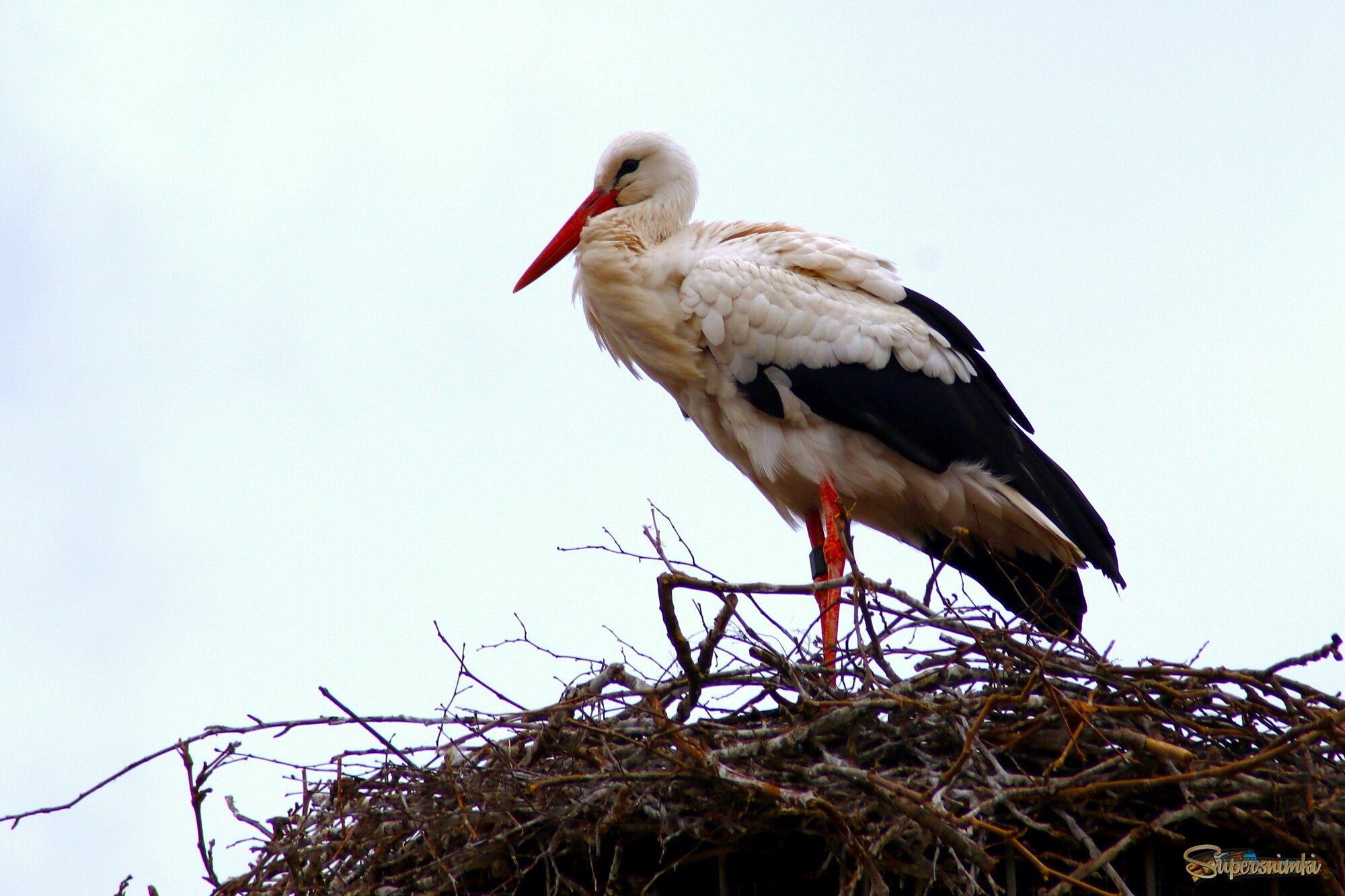 Ах, здравствуй, аист,