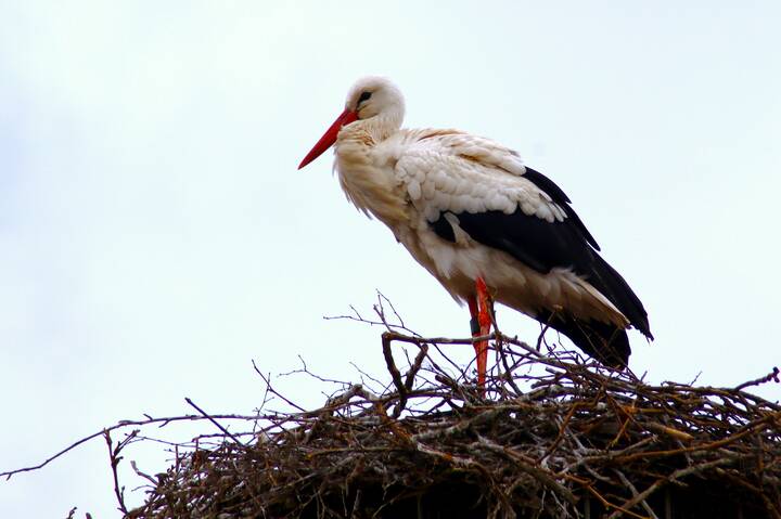 Ах, здравствуй, аист,