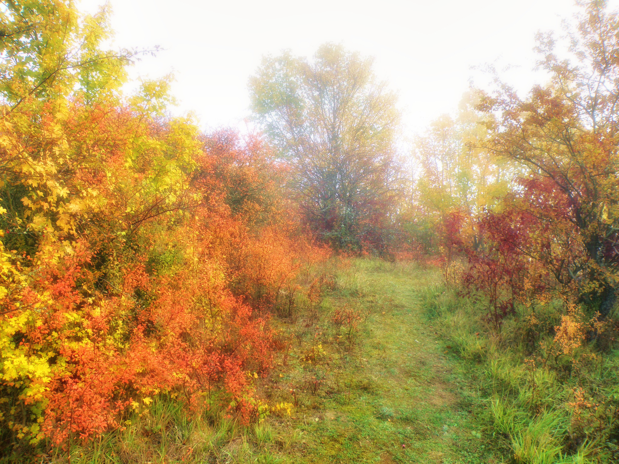 Осенний туман.