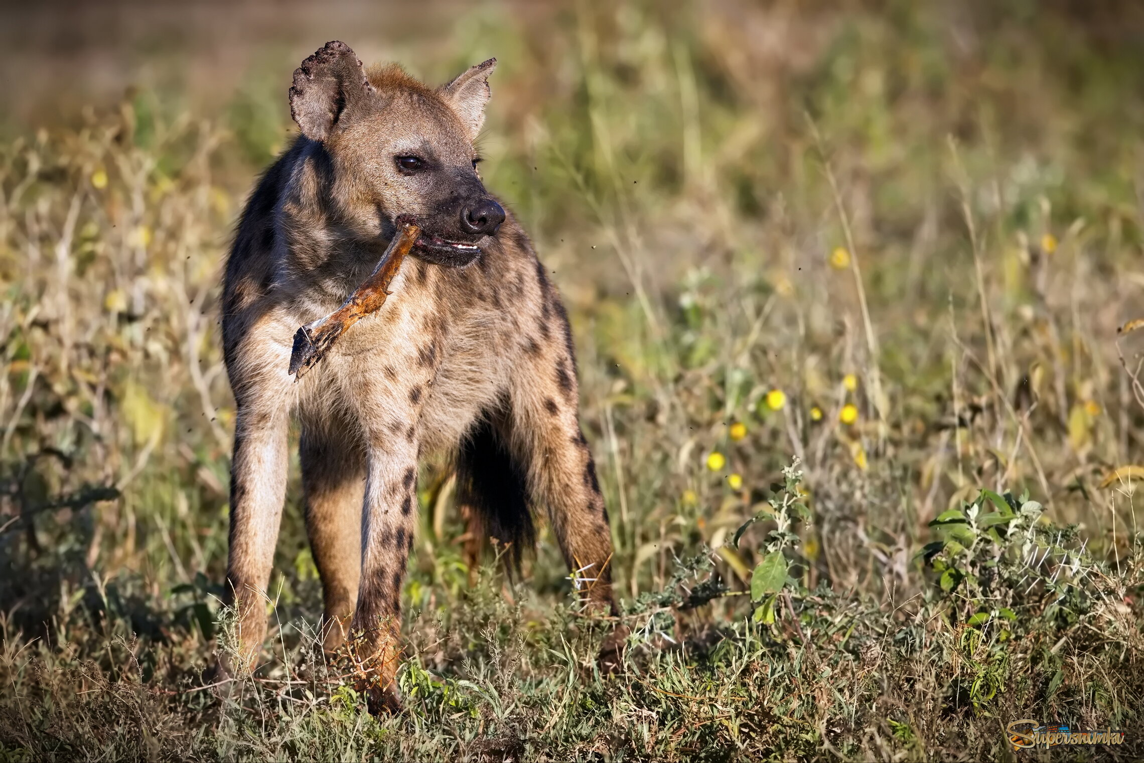 Как бы никто не отнял добычу!