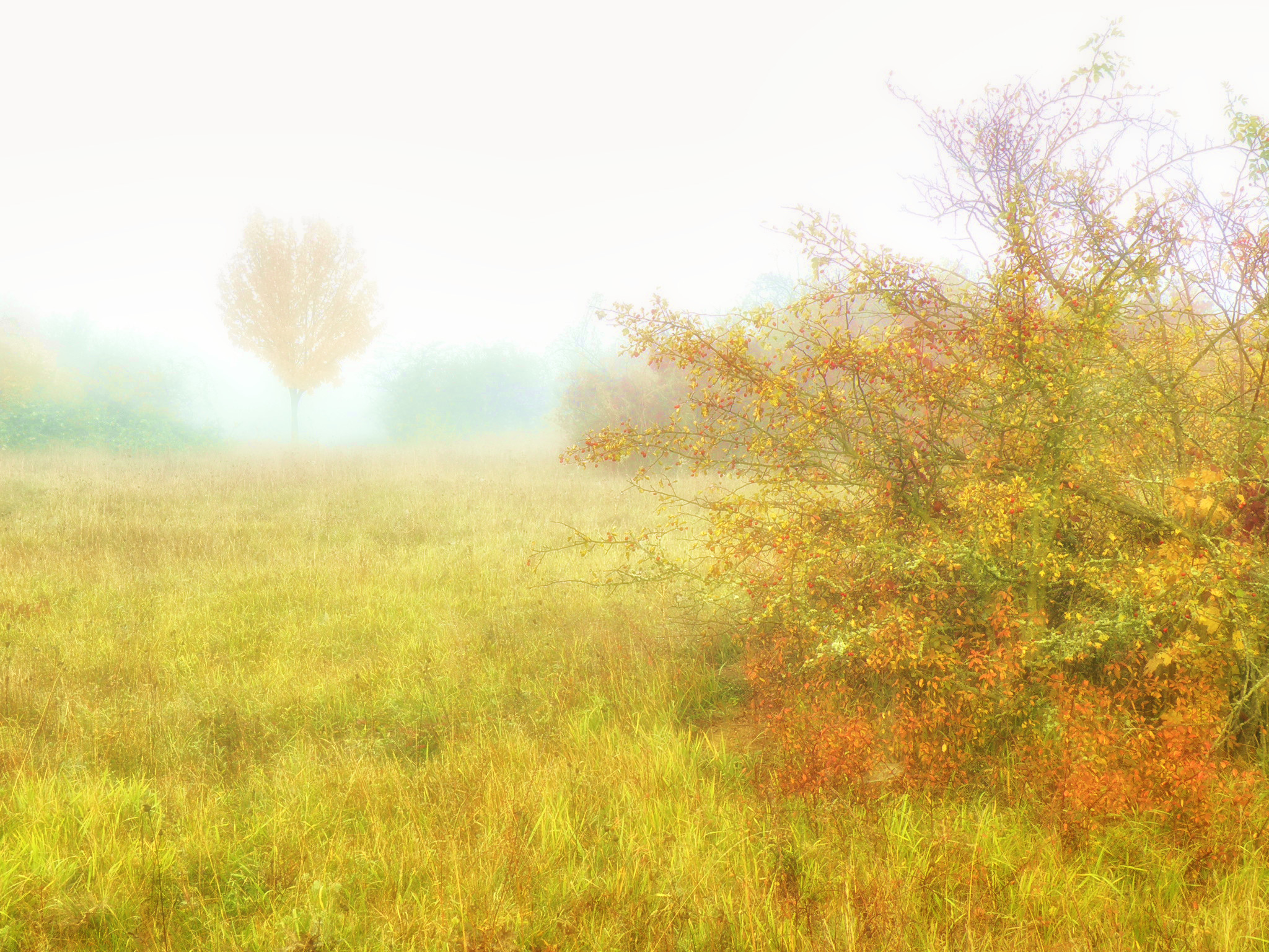 Осенний туман, 2