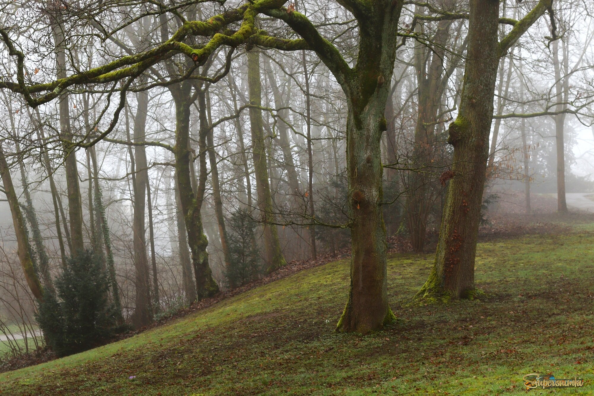 Туманный день