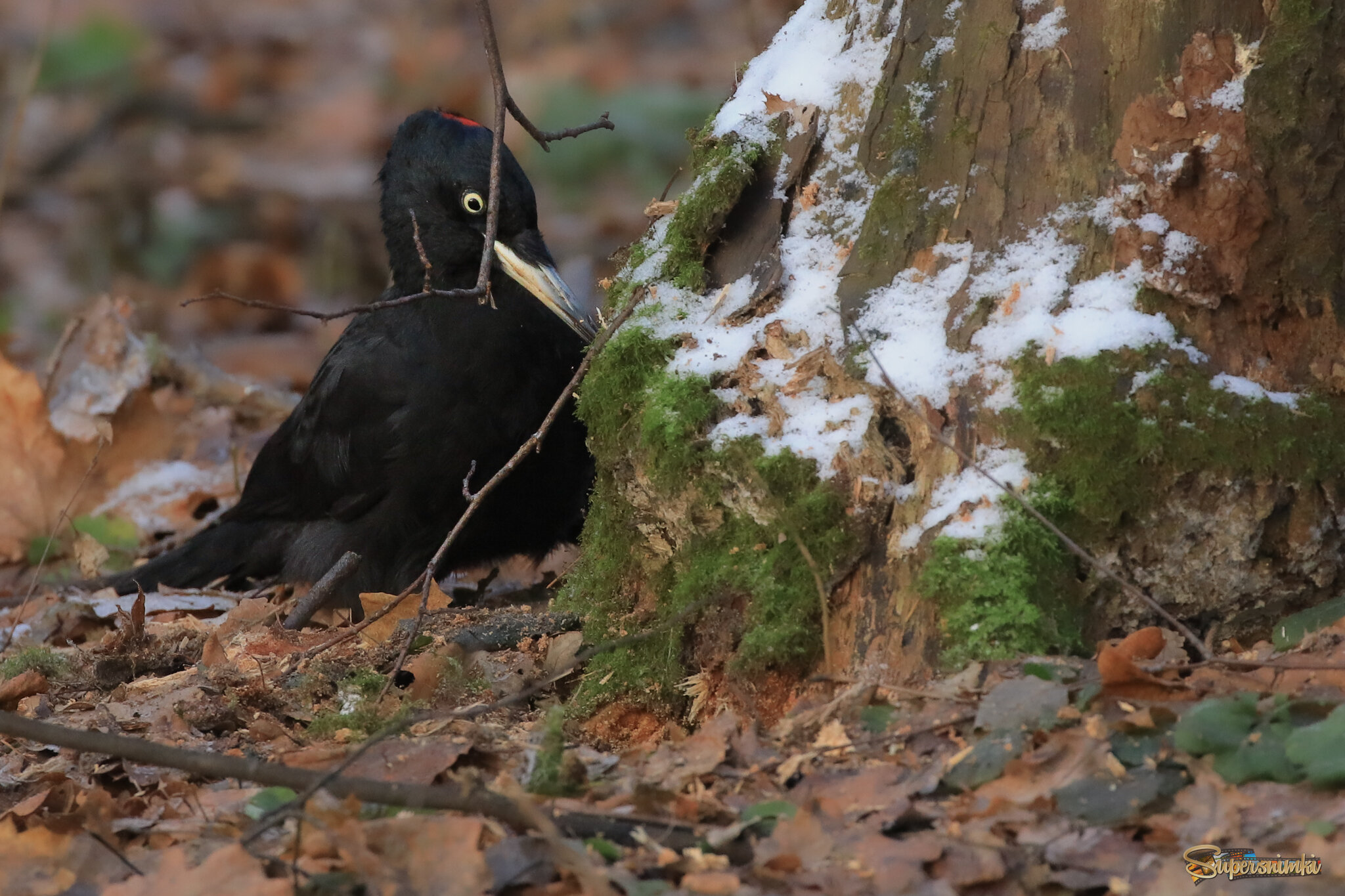 Не всё ж по деревьям скакать!