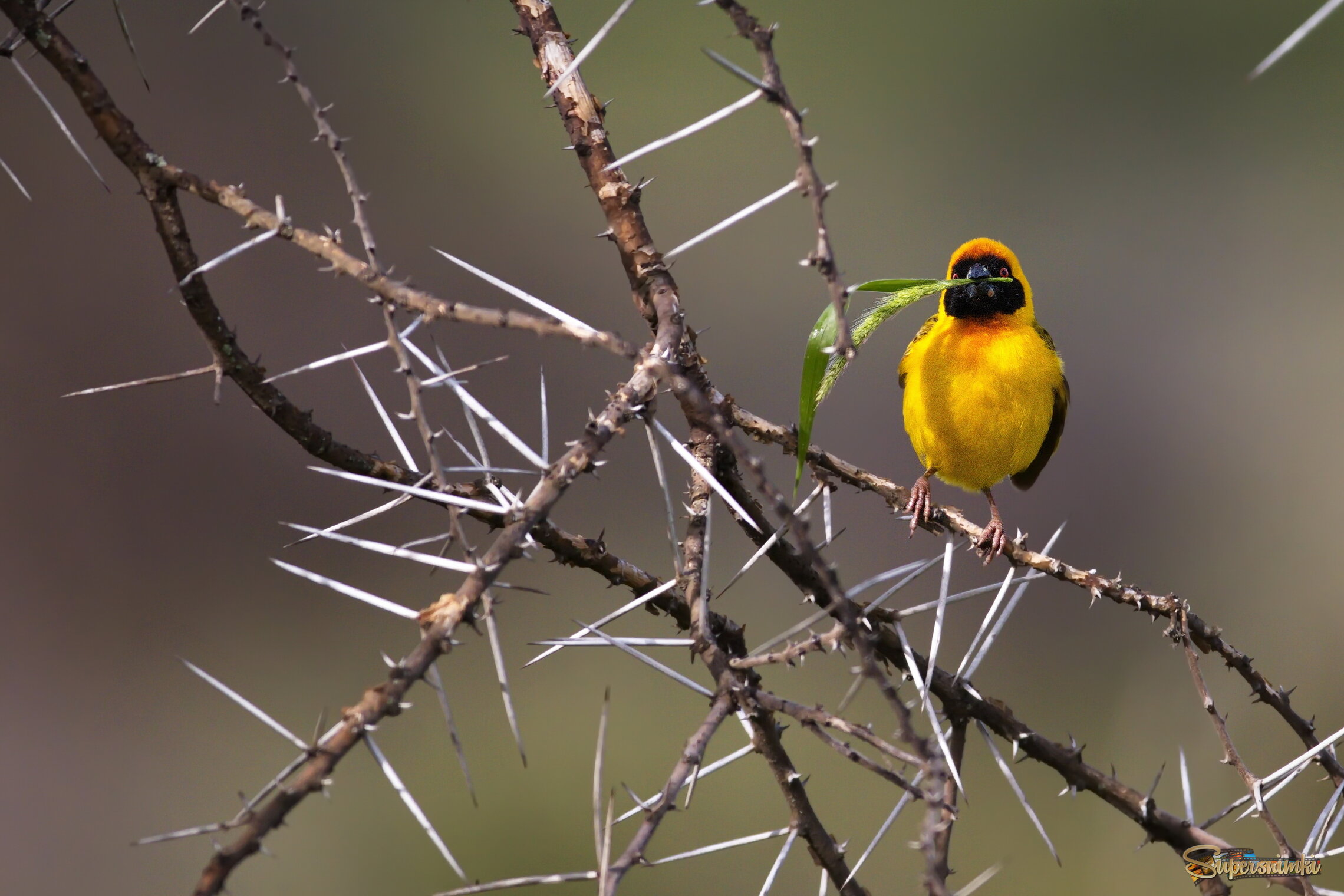 Веточка для гнезда