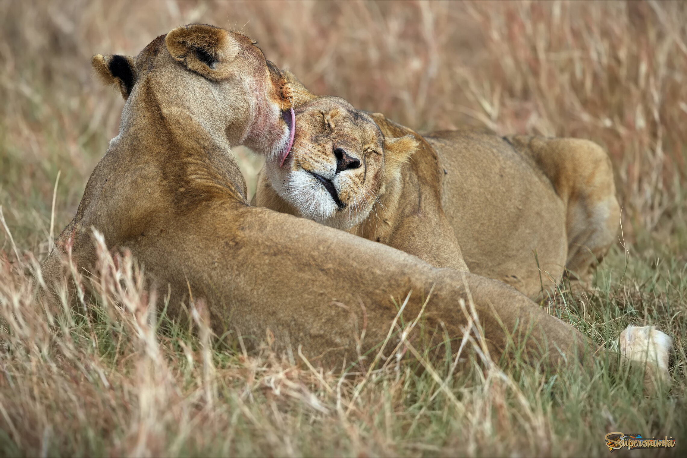 Кайф на двоих