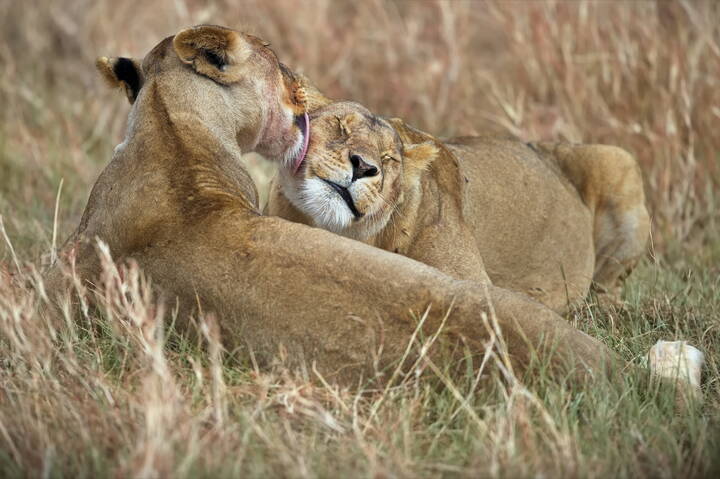 Кайф на двоих