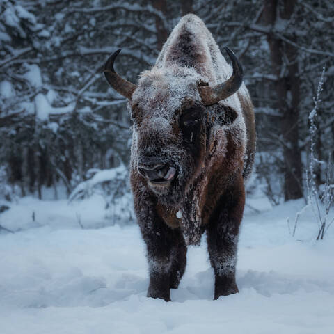Знакомьтесь, Джо Браун, или Коричневый Ваня Калужский