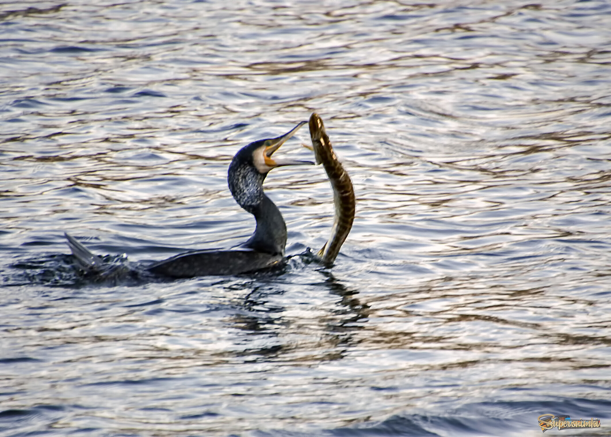 Мы сегодня рыбку поймали