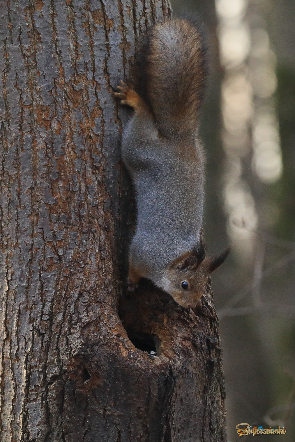 Что в дупле?