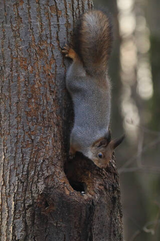 Что в дупле?