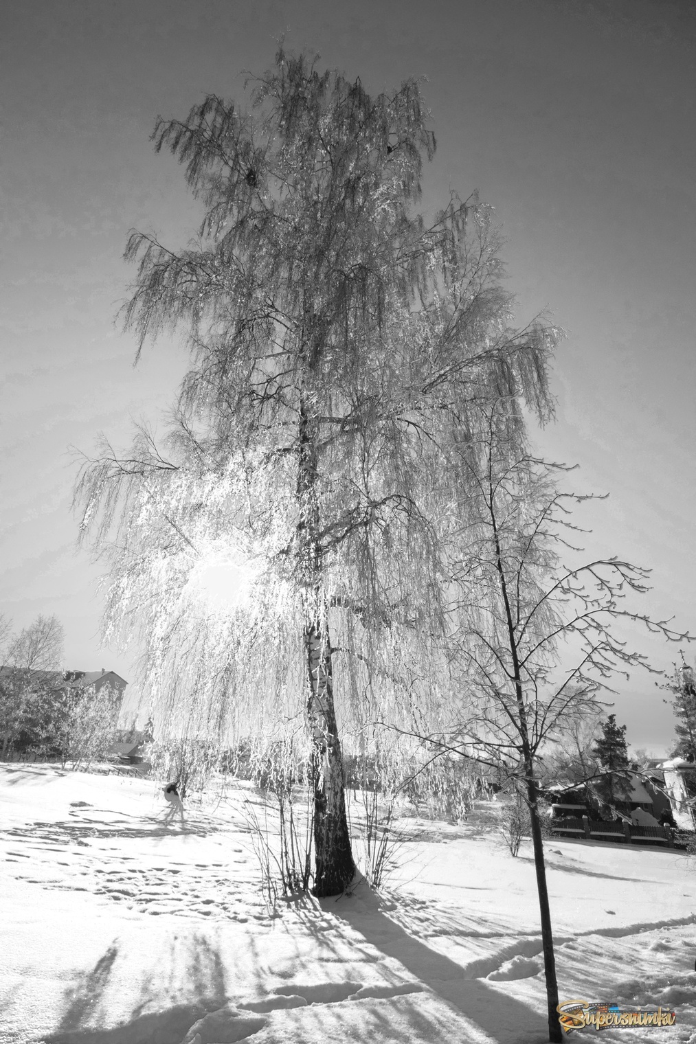 Одинокая  береза.