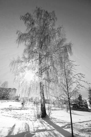 Одинокая  береза.