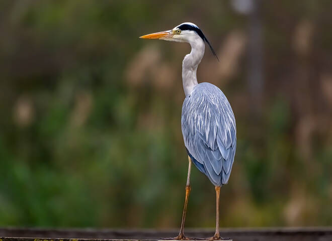 Серая цапля