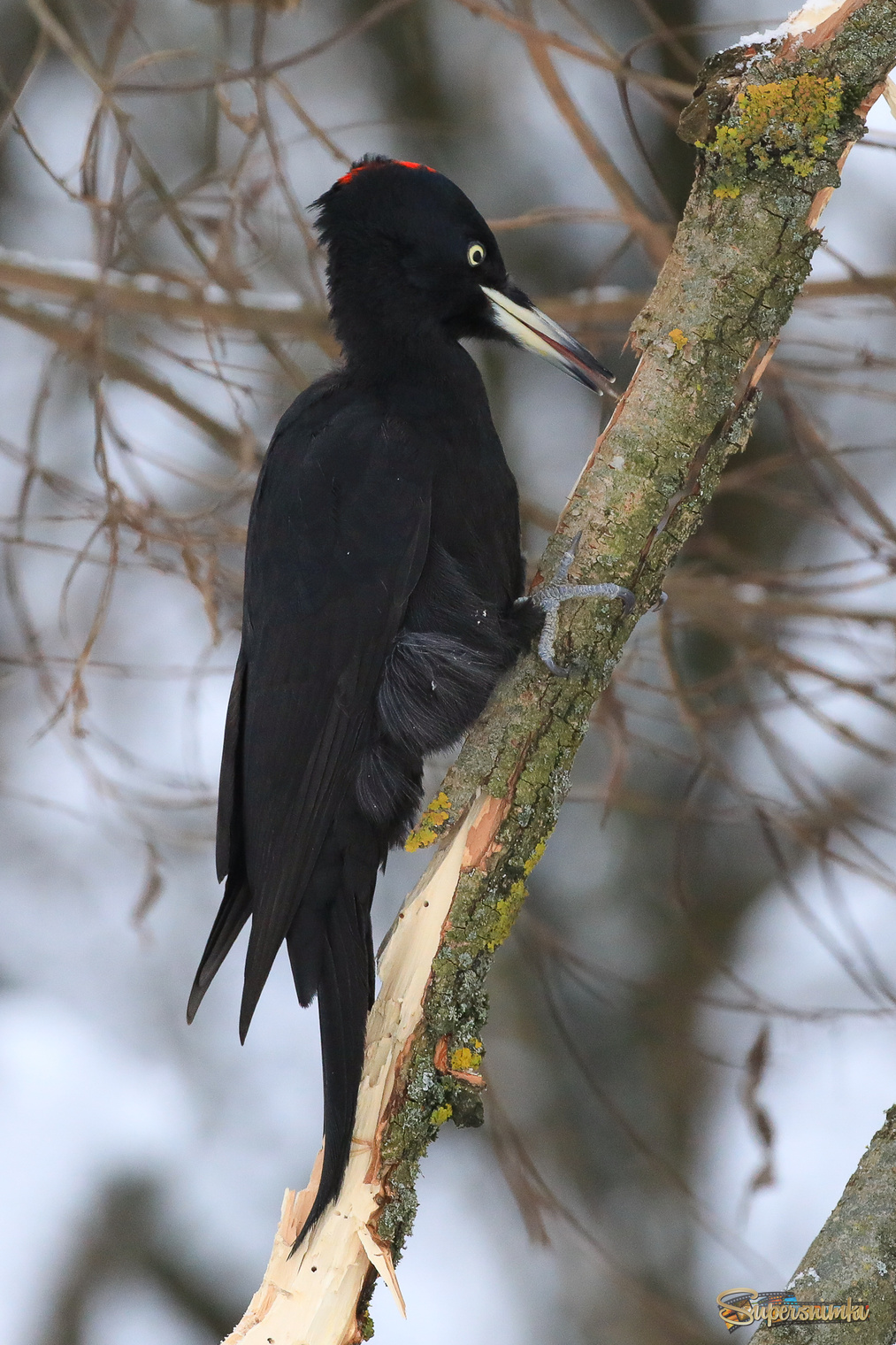 Для чего нужен длинный язык?