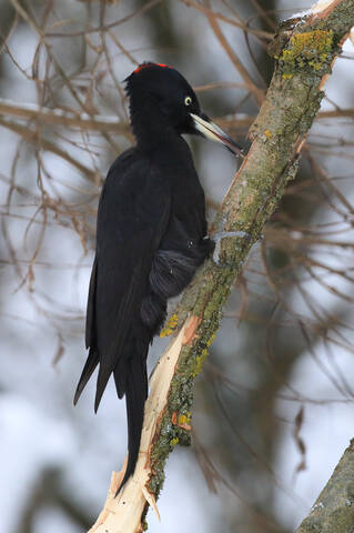 Для чего нужен длинный язык?