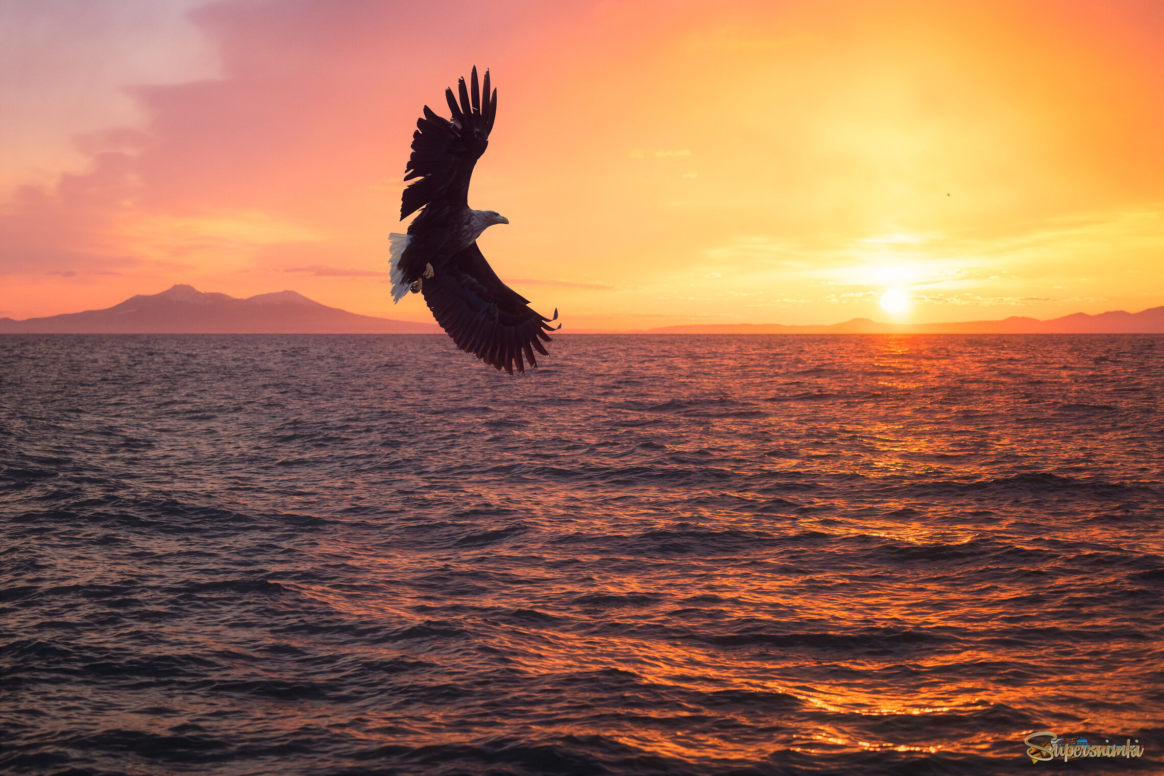White-tailed Eagle (Орлан-белохвост)