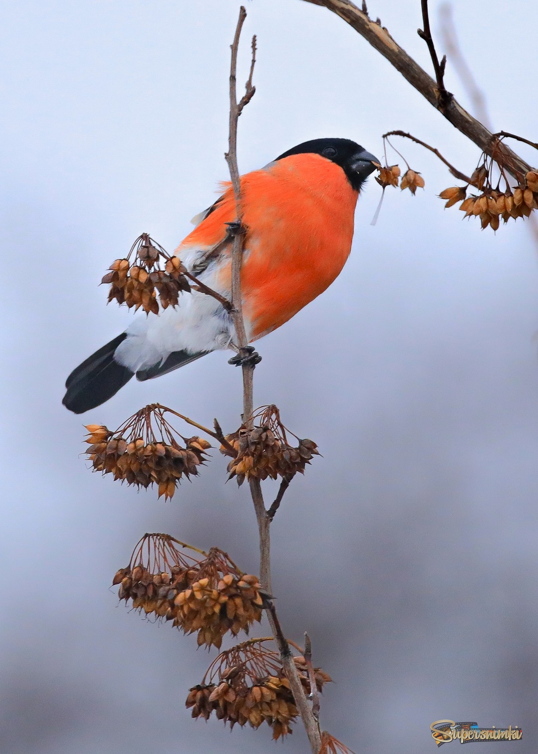 Завтрак туманным зимним утром