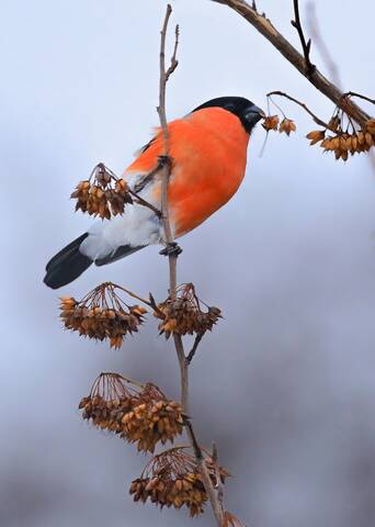 Завтрак туманным зимним утром