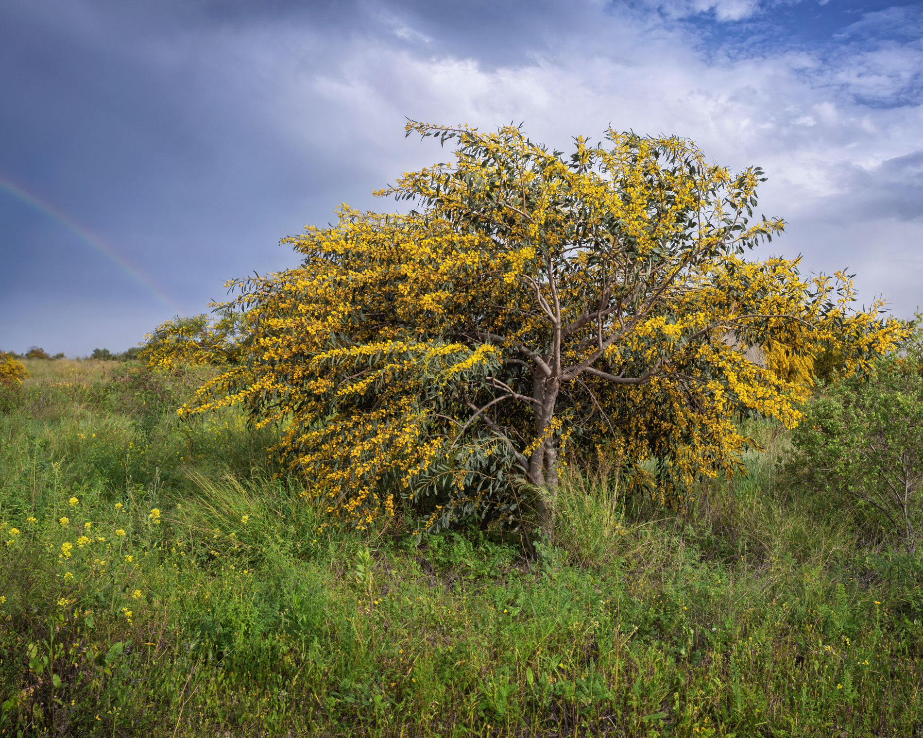 Мимоза и немного радуги