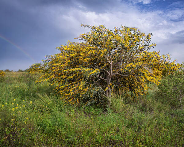 Текущая версия