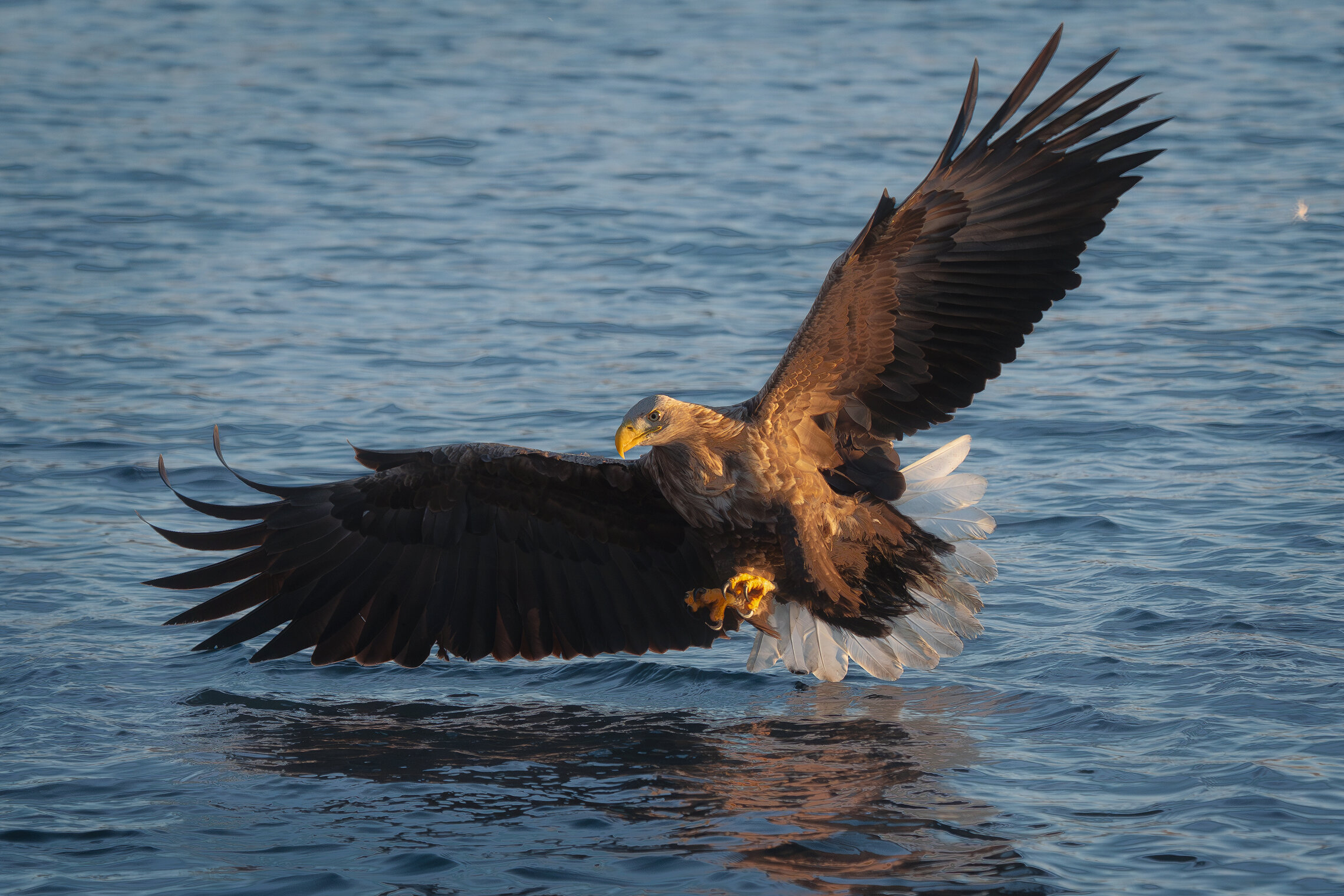 White-tailed Sea Eagle / Орлан-белохвост