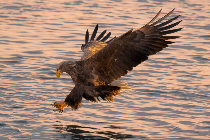 White-tailed Sea Eagle / Орлан-белохвост